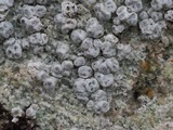 Pertusaria plittiana image