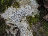 Pertusaria plittiana image