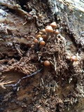 Kuehneromyces lignicola image