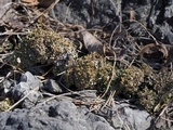 Cladonia subcariosa image