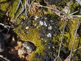 Psora decipiens image