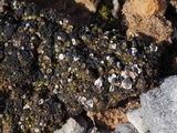 Psora decipiens image