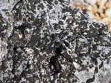 Thermutis velutina image