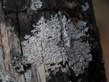 Physcia americana image