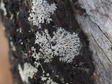 Physcia americana image