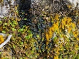 Collema coccophorum image