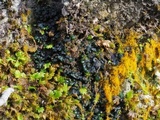 Collema coccophorum image