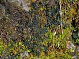 Collema coccophorum image