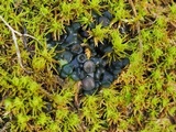 Collema coccophorum image