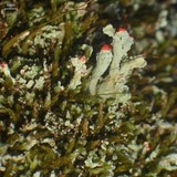 Cladonia incrassata image