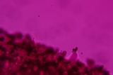 Psathyrella delineata image