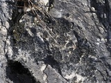 Thyrea confusa image