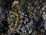 Thyrea confusa image