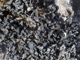 Thyrea confusa image