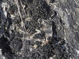 Thyrea confusa image