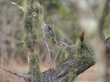 Usnea subscabrosa image