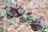 Exidia recisa image