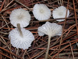Marasmius calhouniae image