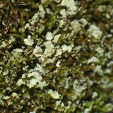 Cladonia incrassata image