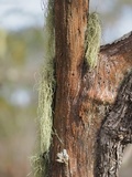 Usnea subscabrosa image