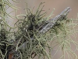 Usnea subscabrosa image