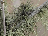Usnea subscabrosa image