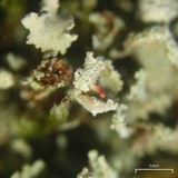 Cladonia incrassata image
