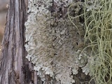 Hypotrachyna horrescens image