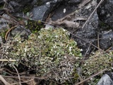 Cladonia subcariosa image