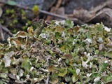 Cladonia subcariosa image