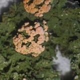 Dibaeis absoluta image