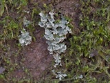 Cladonia caespiticia image