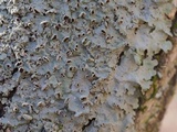 Lobaria ravenelii image