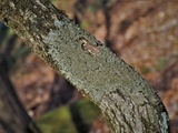 Lobaria ravenelii image
