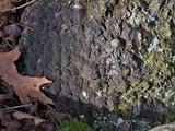 Parmeliella appalachensis image