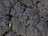 Parmeliella appalachensis image