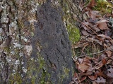 Parmeliella appalachensis image