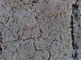 Parmeliella appalachensis image