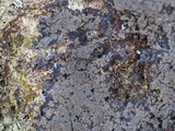 Parmeliella appalachensis image