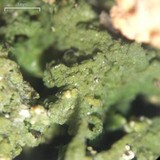 Dibaeis absoluta image