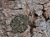 Lecidea varians image