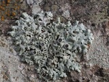 Physcia pumilior image