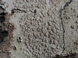 Pertusaria subpertusa image