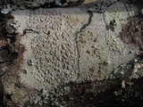 Pertusaria subpertusa image