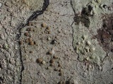 Lecanora hybocarpa image