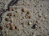 Lecanora hybocarpa image