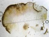 Dibaeis absoluta image