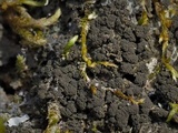 Leptogium milligranum image