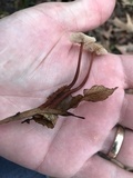 Gymnopus semihirtipes image