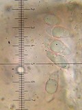 Dibaeis absoluta image